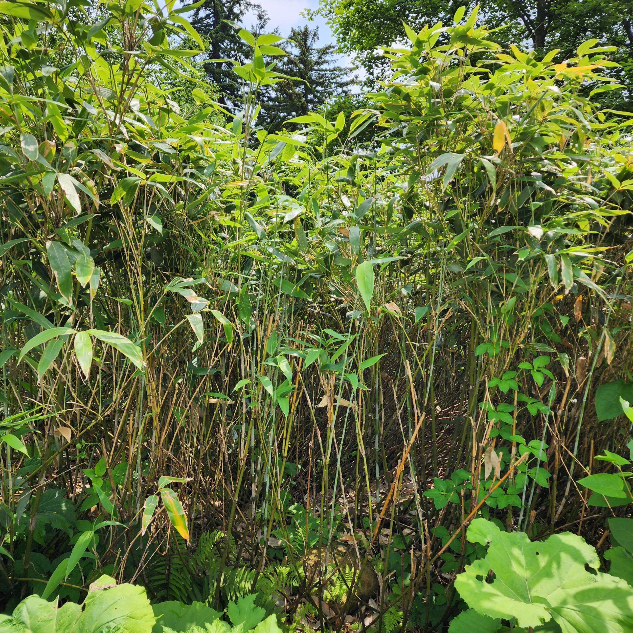 【比布町・工芸体験】北の竹工房の職人と行く千島笹採取＆絶景コーヒータイム