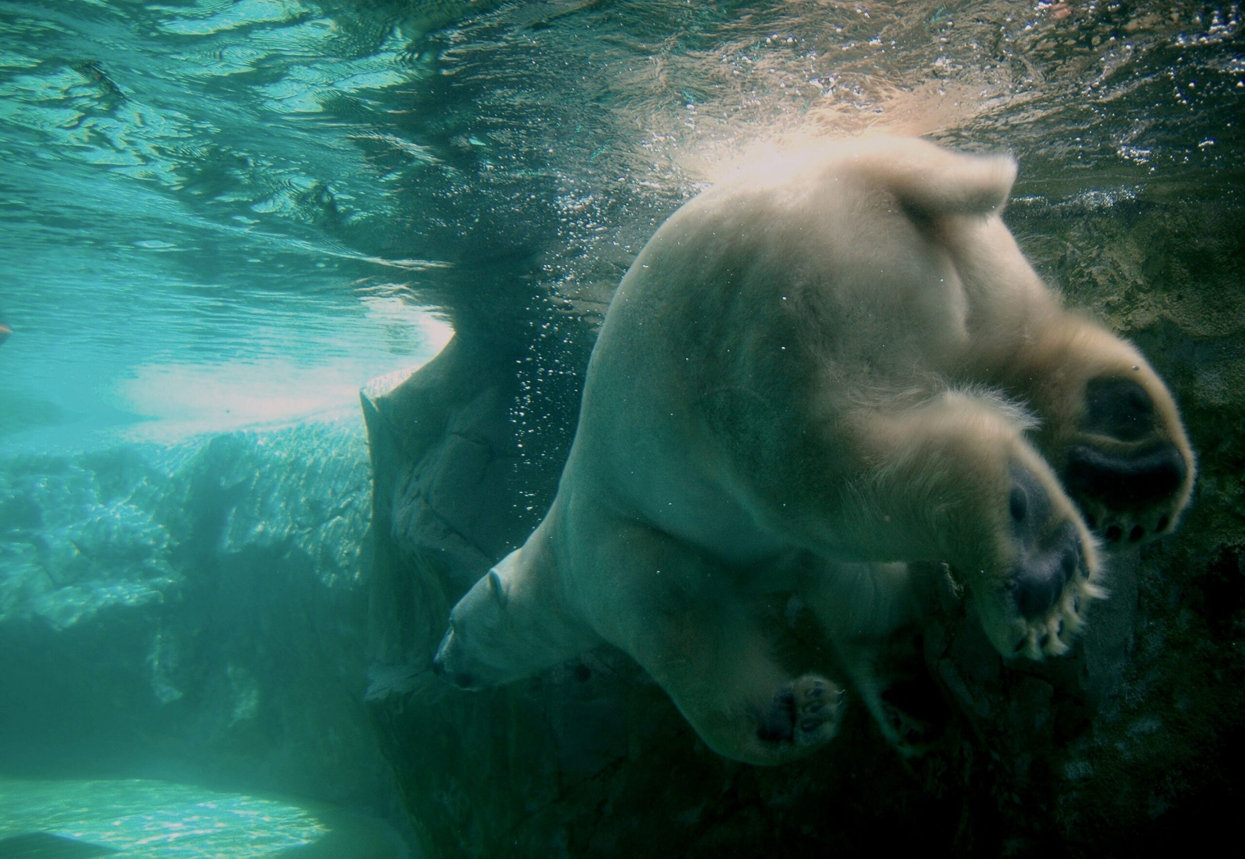 旭川市旭山动物园