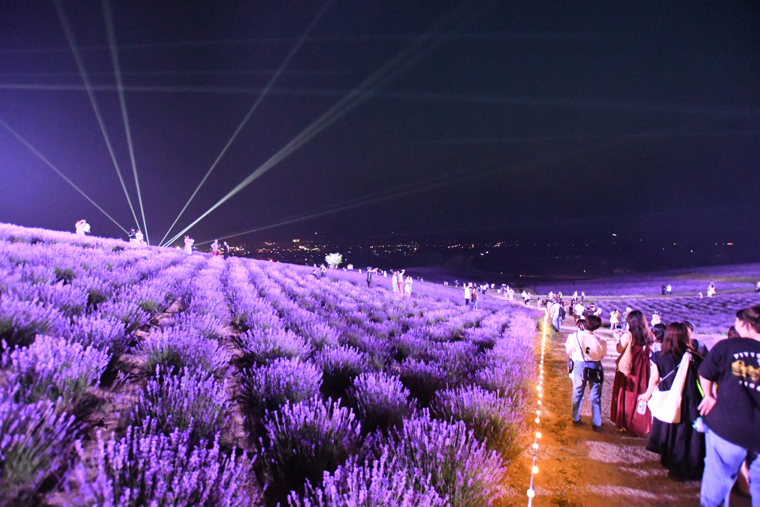 日出公園薰衣草花園