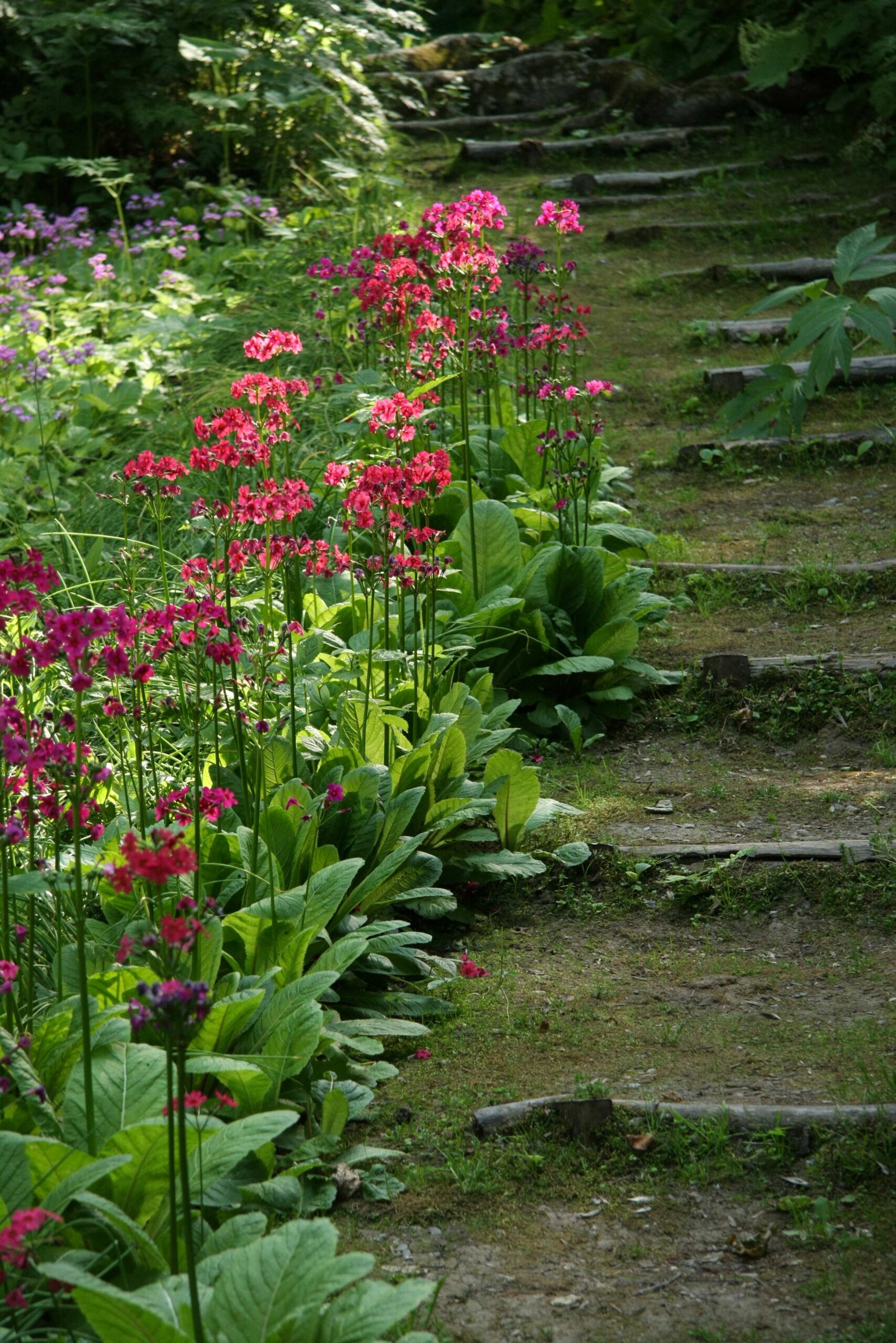 아라시야마 천문대