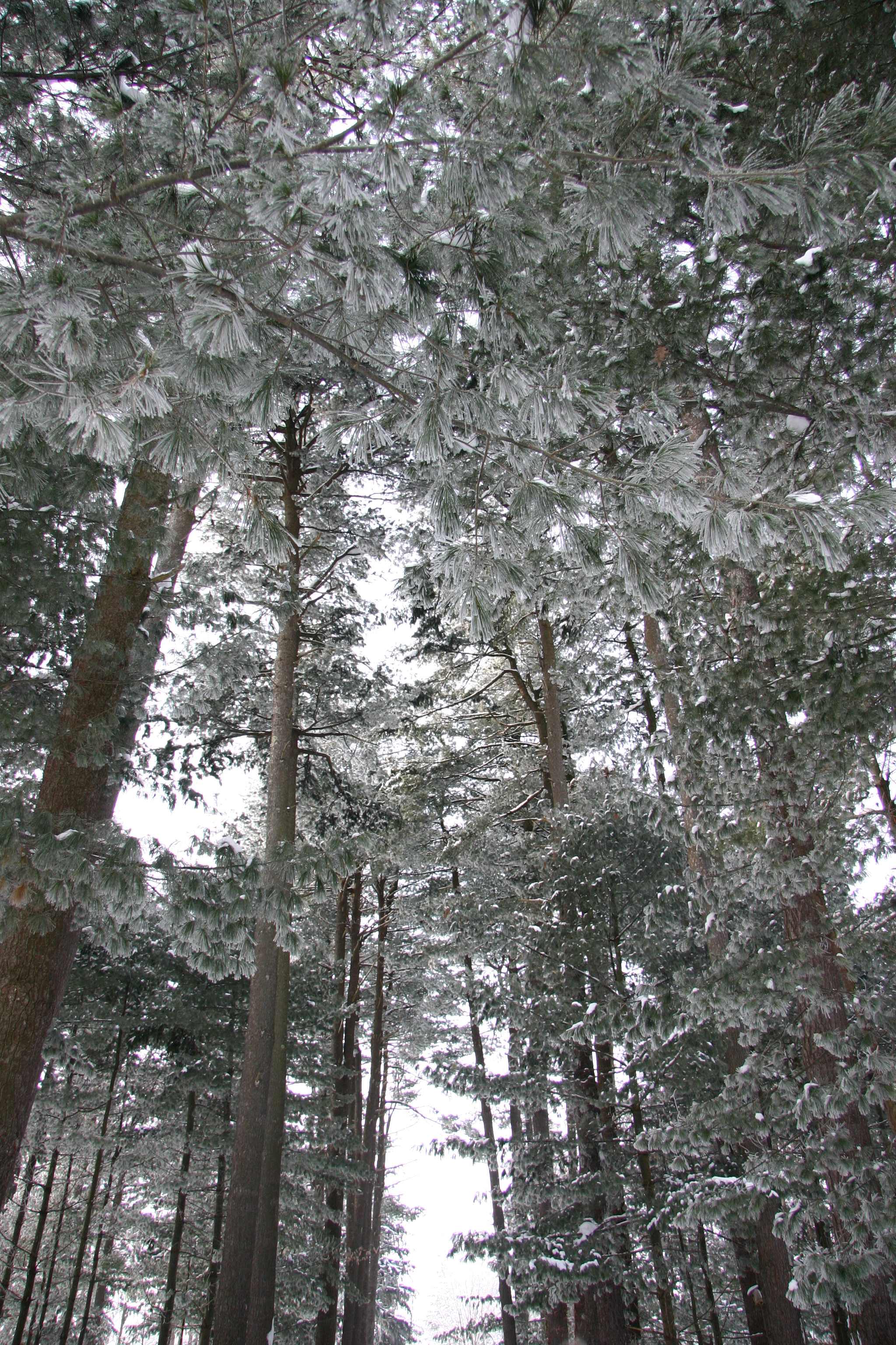 外国樹種見本林