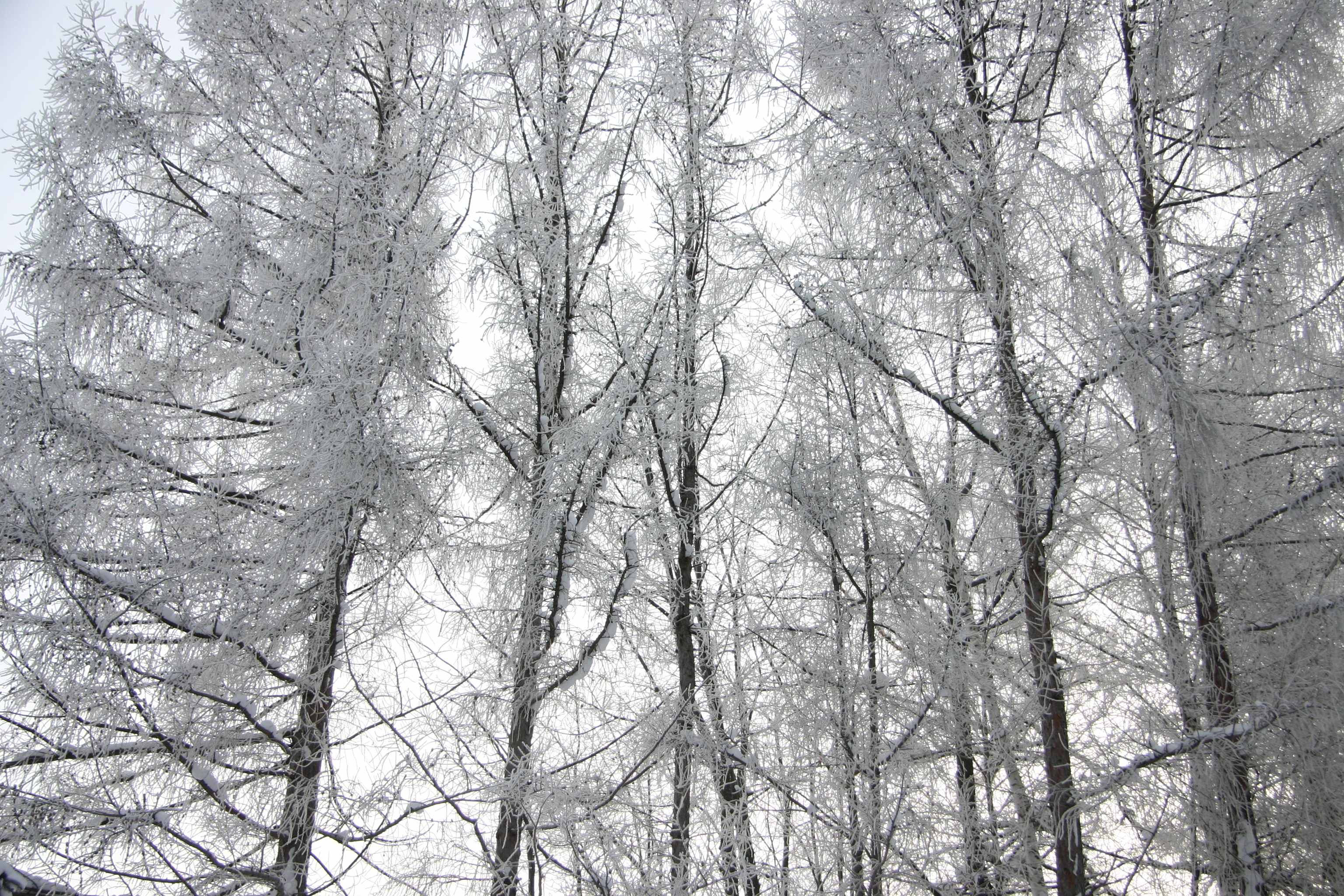 外国樹種見本林