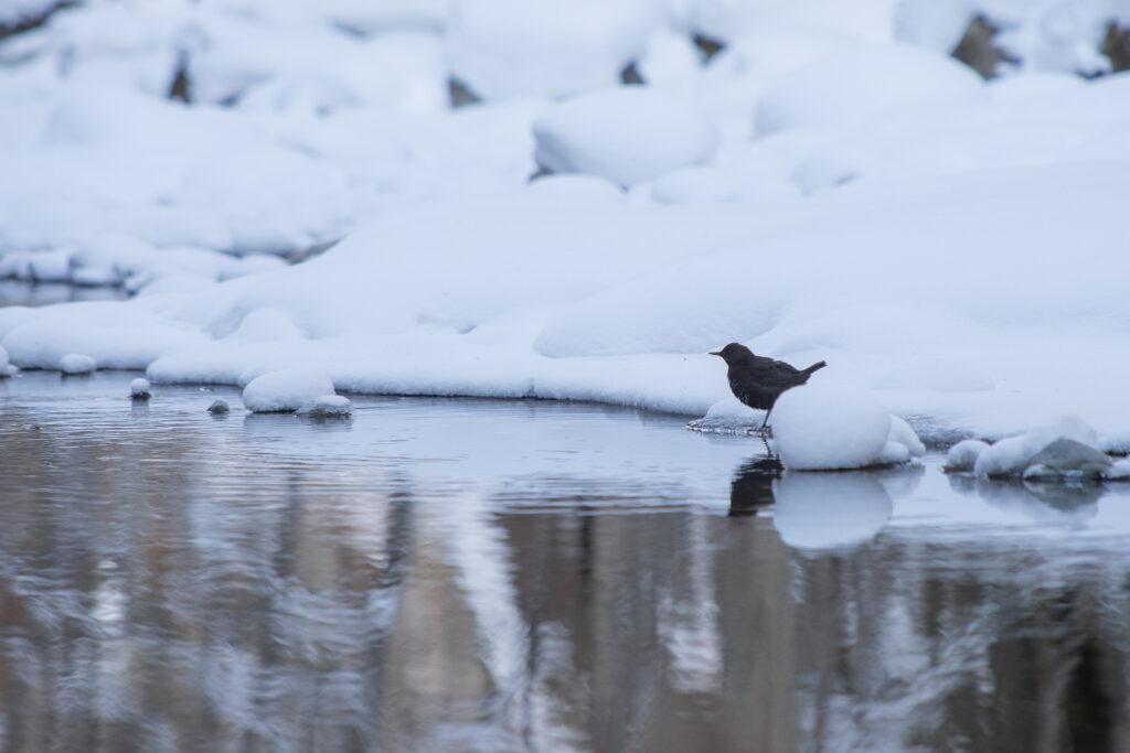 【순쿄 스노슈】초보자 환영합니다! 겨울철 순쿄를 즐기기 위한 스노슈 가이드 투어