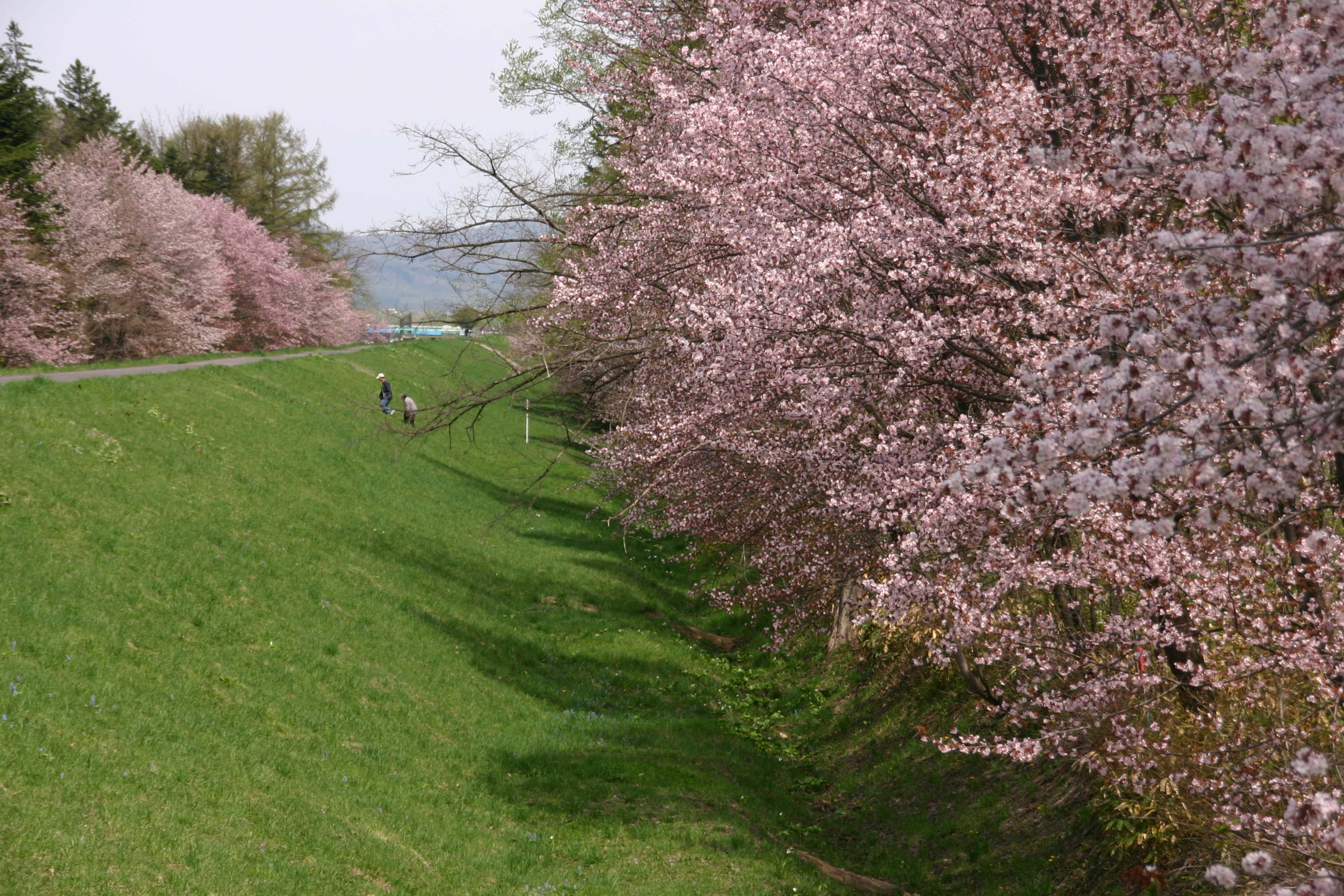 外国樹種見本林