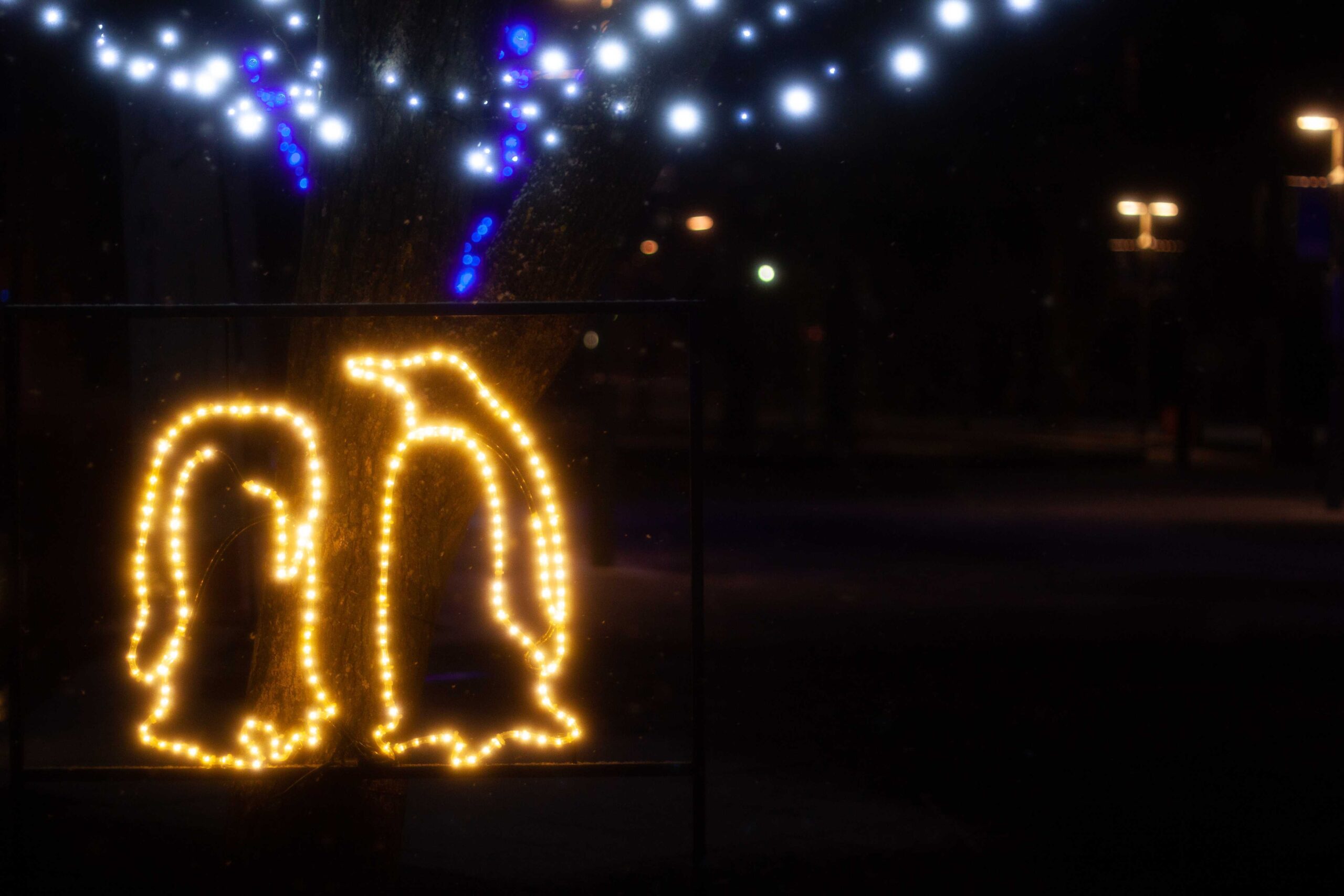 旭川幸之和：一座雪与光相连的城市