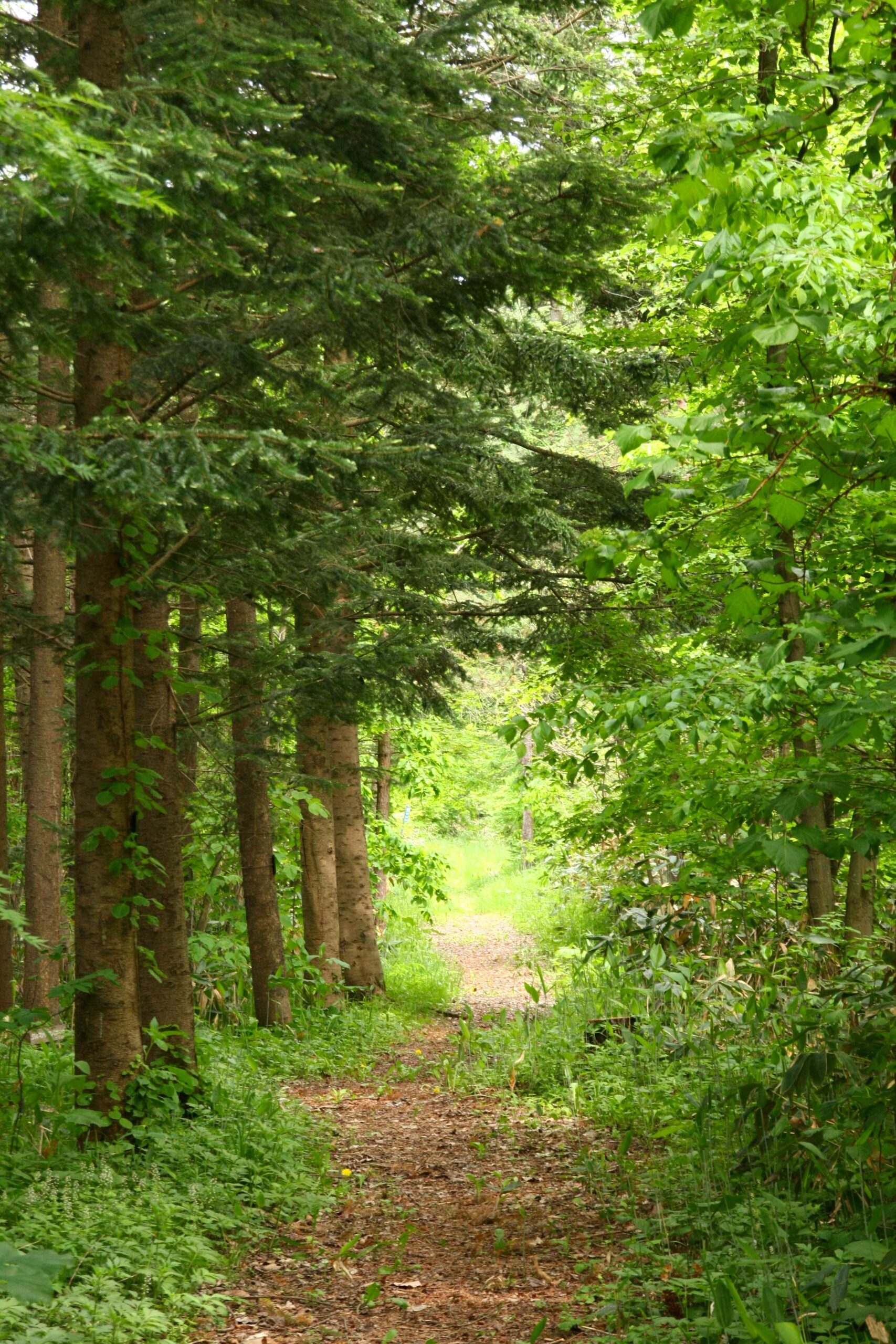 外国樹種見本林