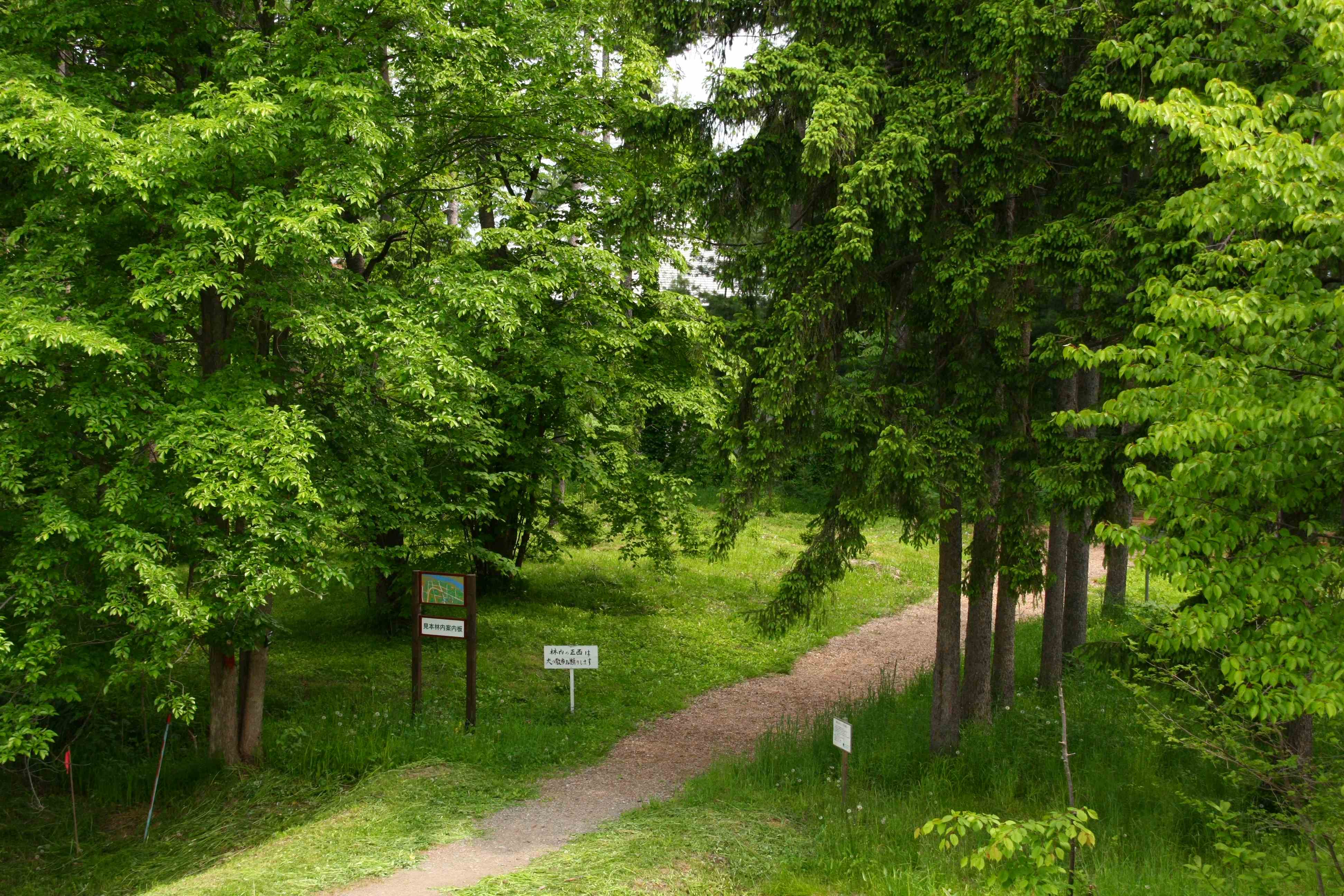 外国樹種見本林