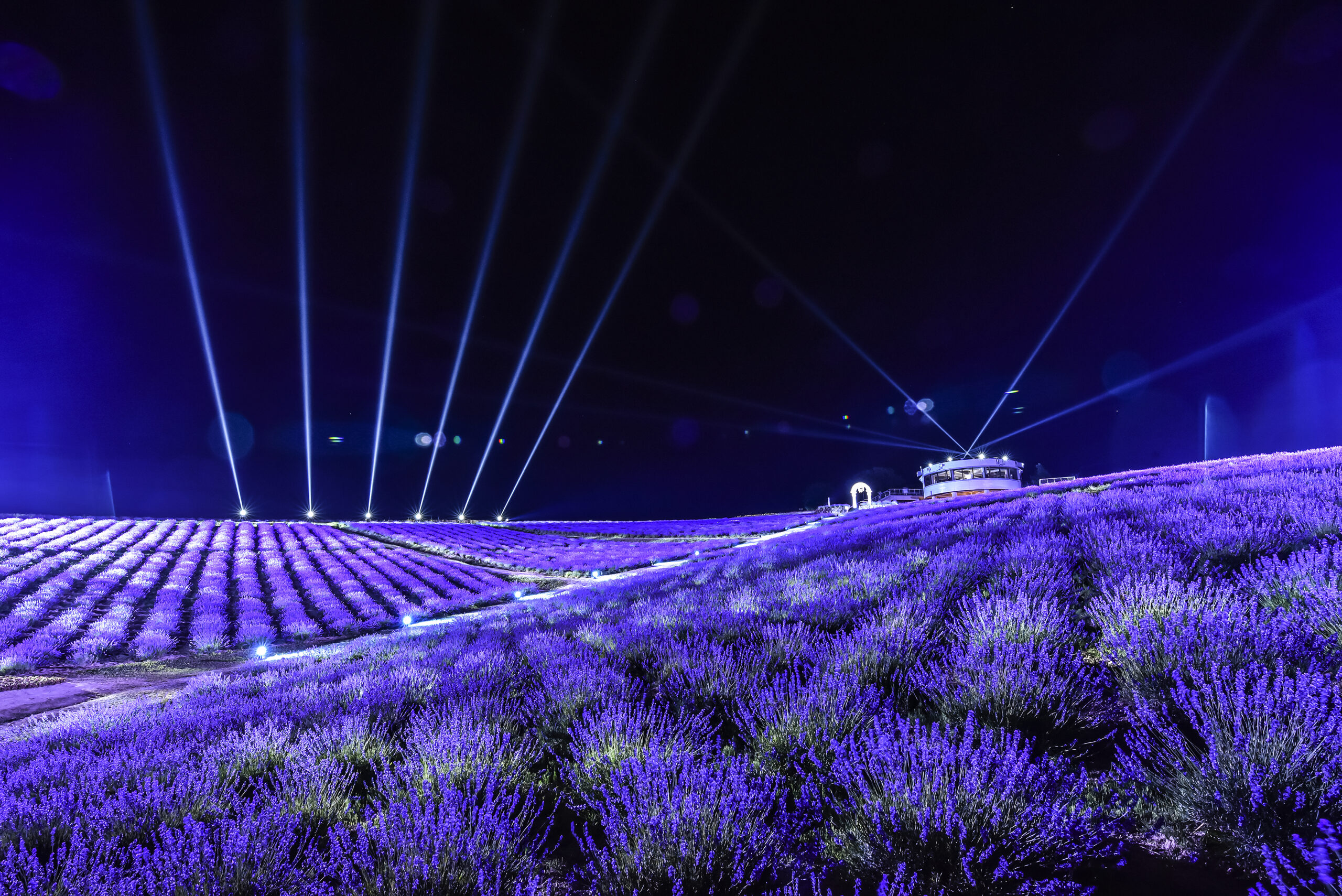 日出公園薰衣草花園