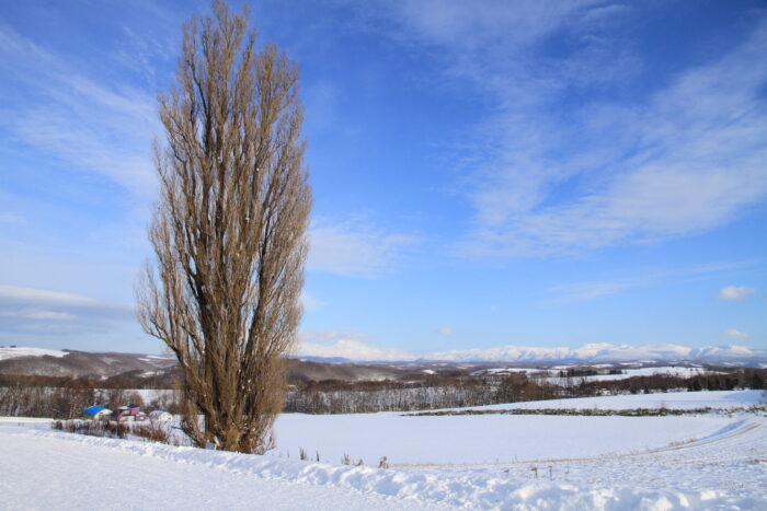 ケンとメリーの木