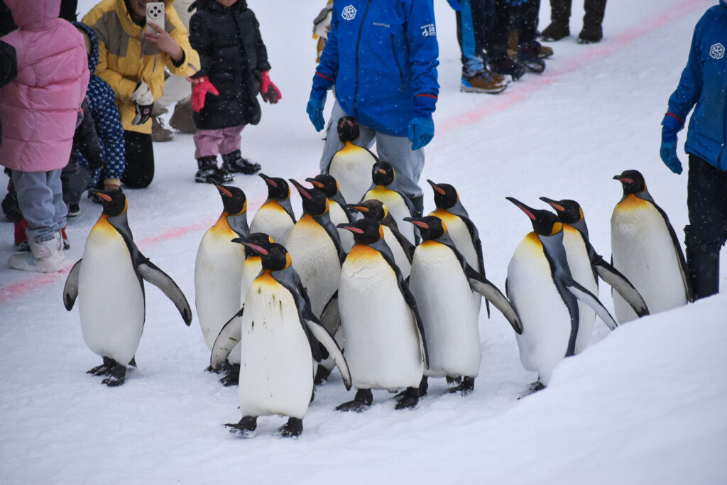 旭川市旭山动物园
