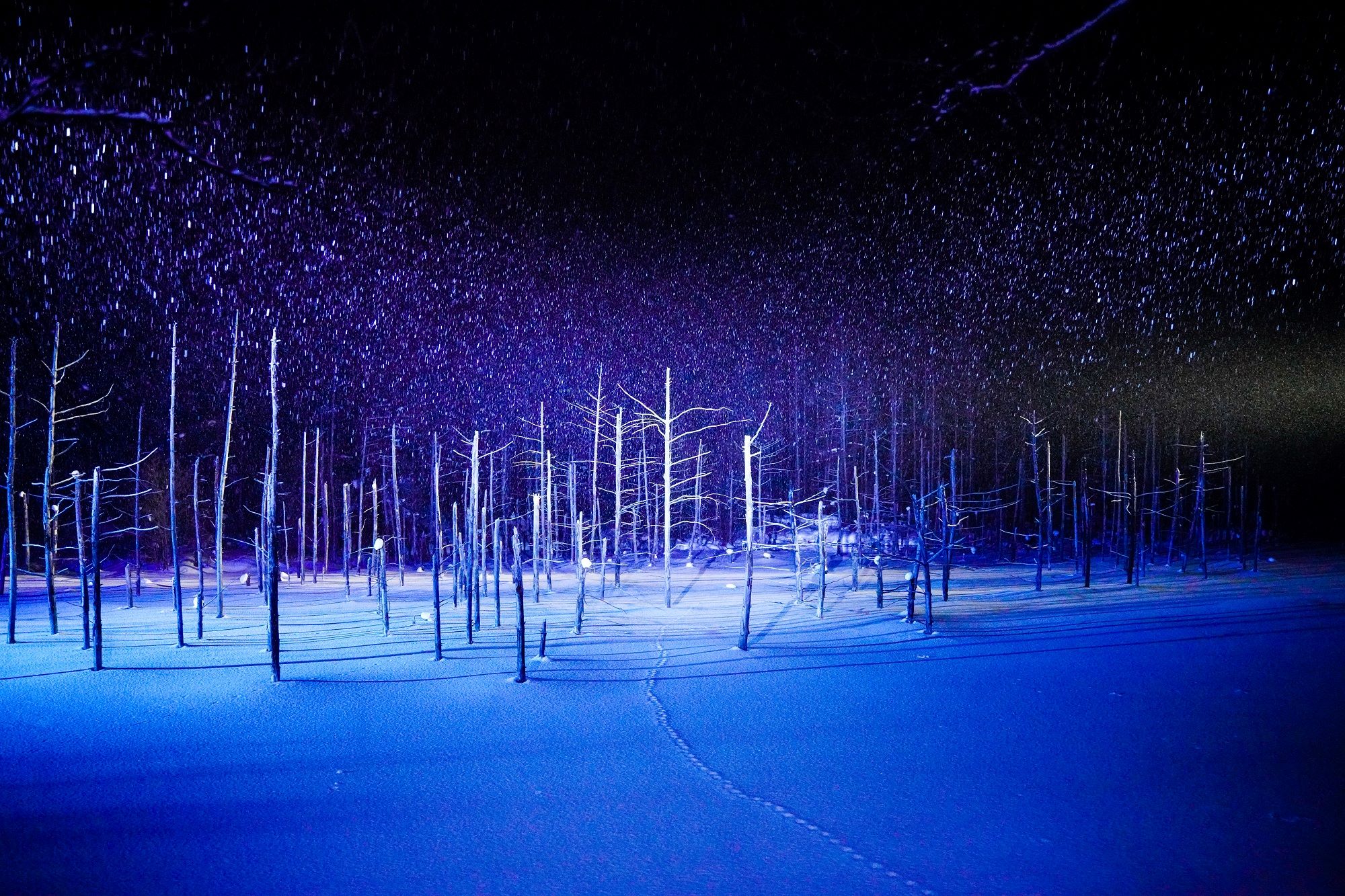 플래티넘 블루 폰드