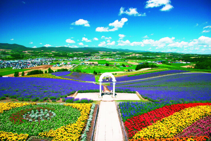 日出公园薰衣草花园