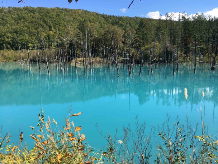 Platinum Blue Pond