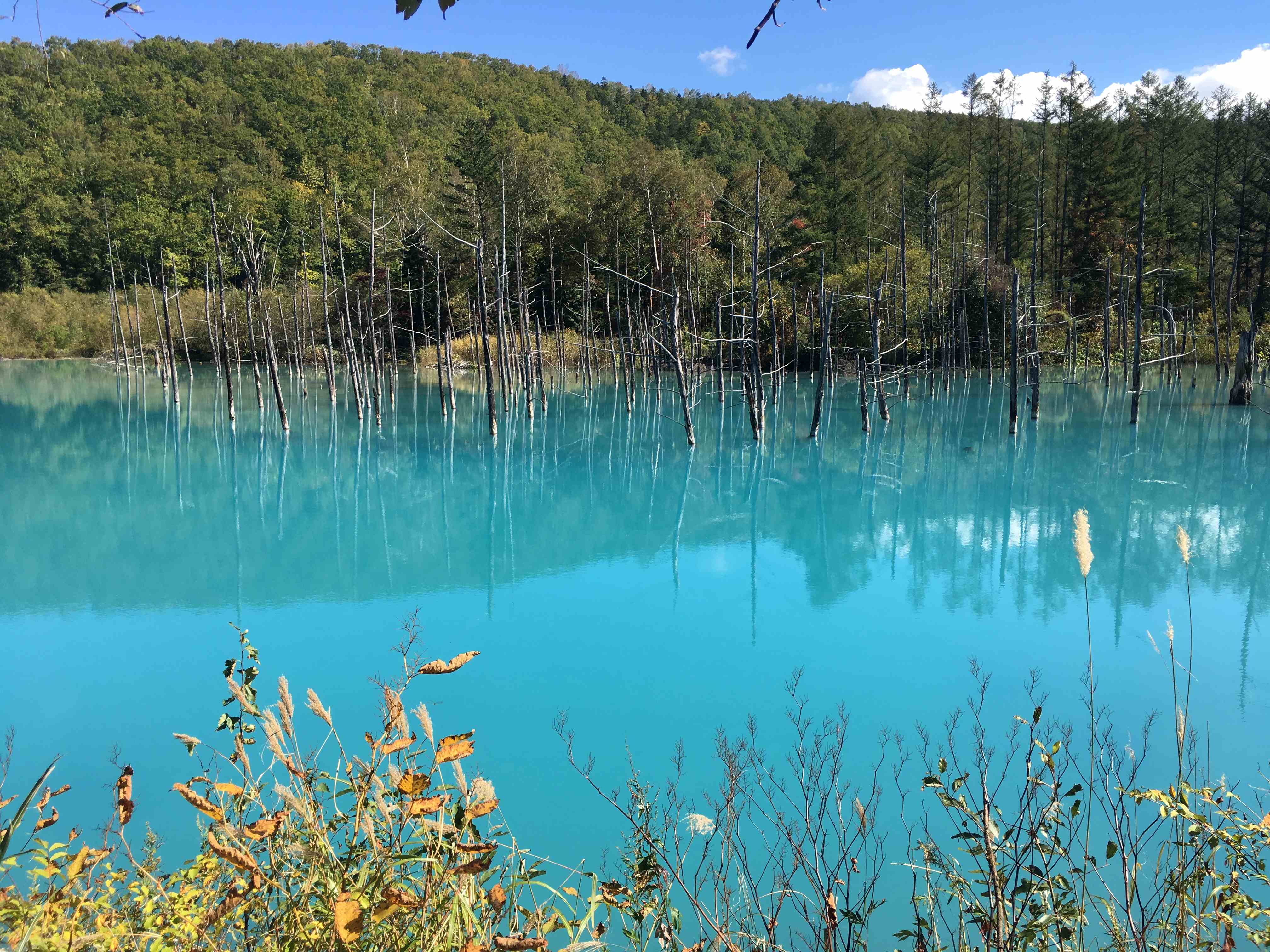 플래티넘 블루 폰드