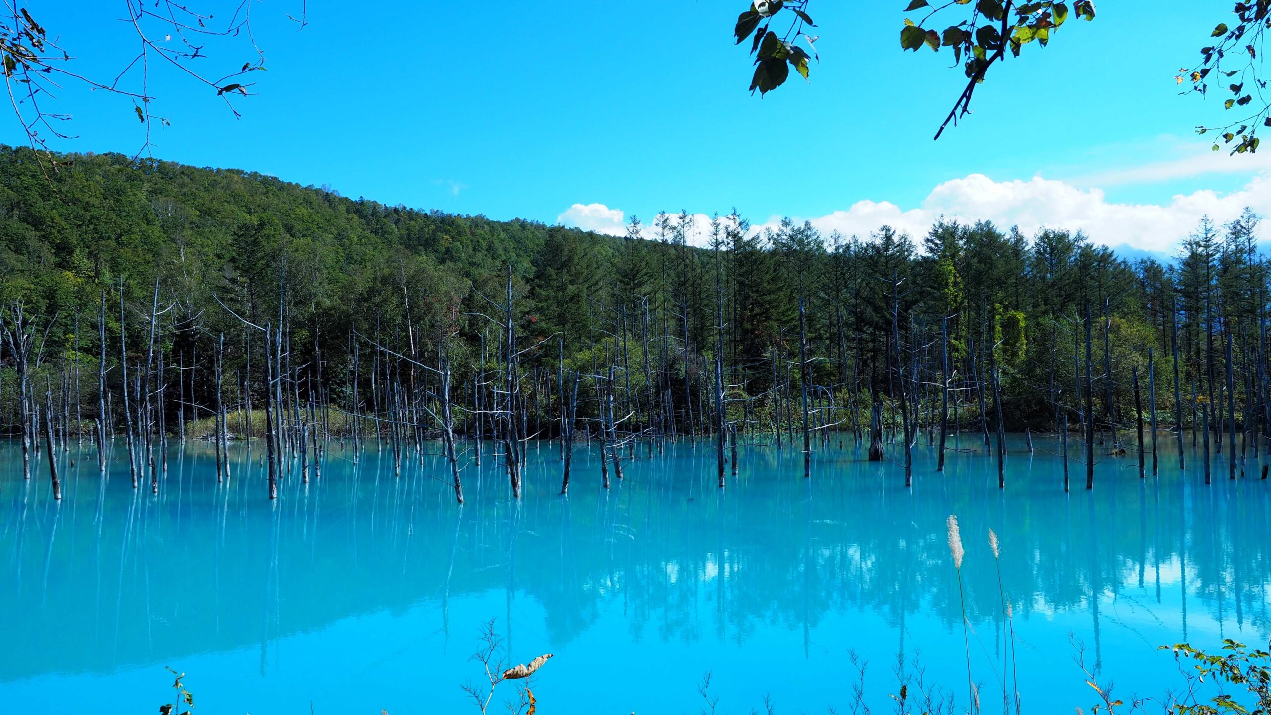 플래티넘 블루 폰드