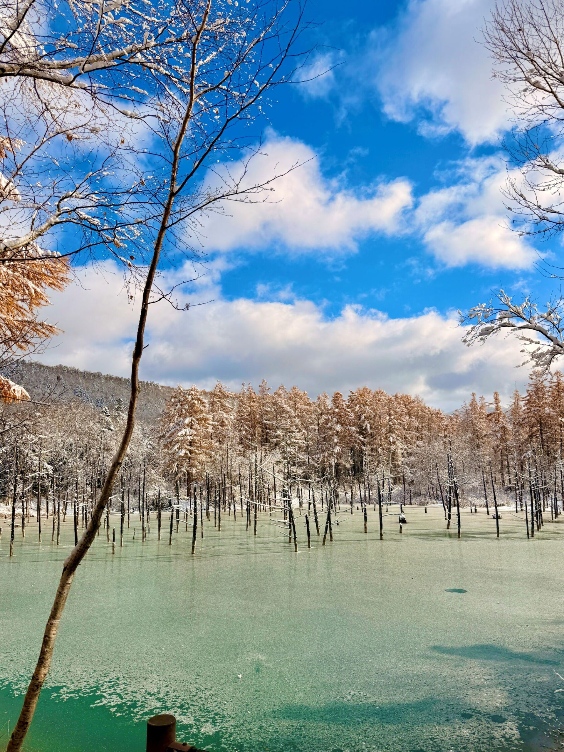 플래티넘 블루 폰드