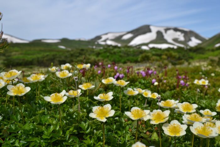 お花好き必見！大雪山・黒岳登山とガーデン散策2日間