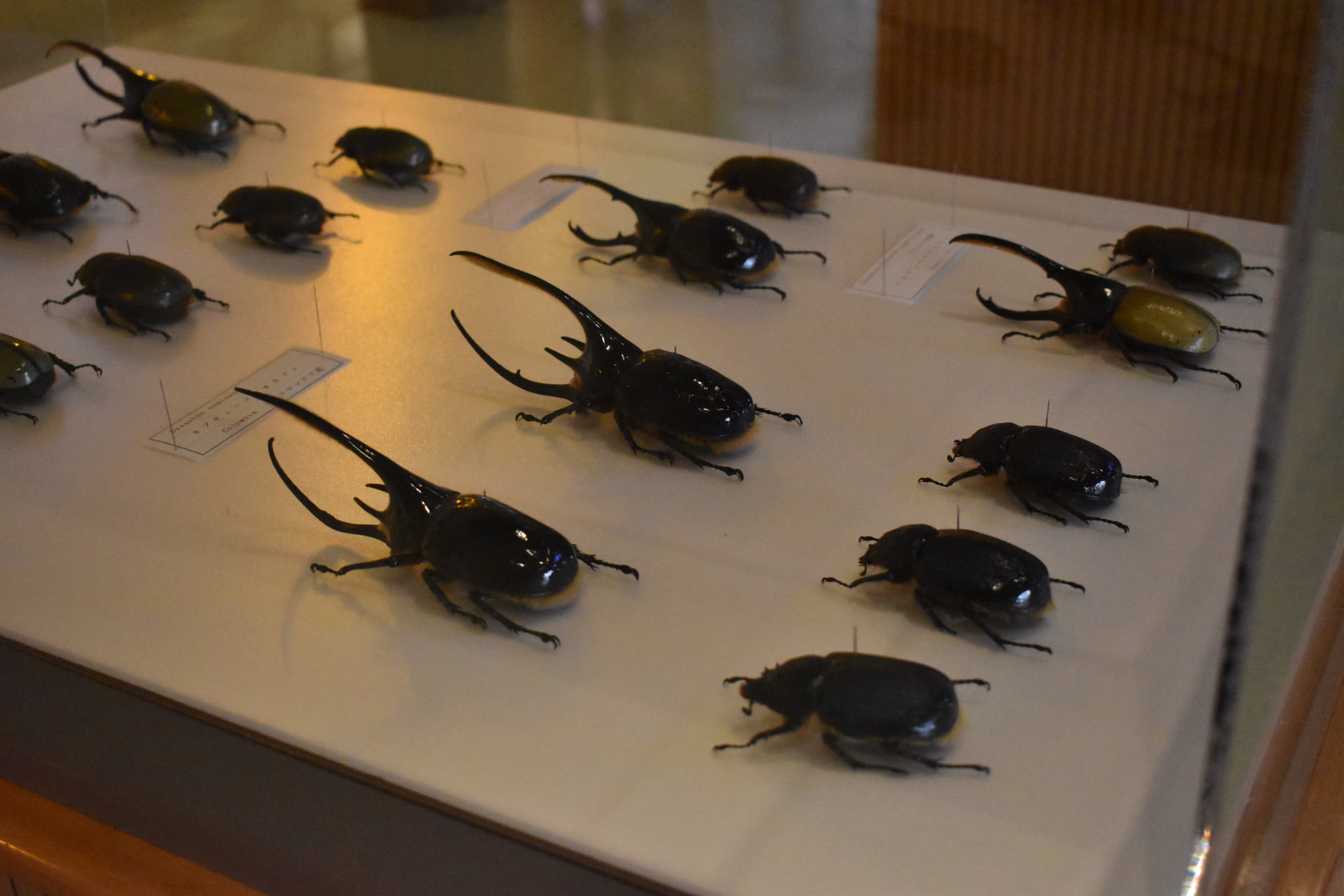 当麻世界の昆虫館 パピヨンシャトー