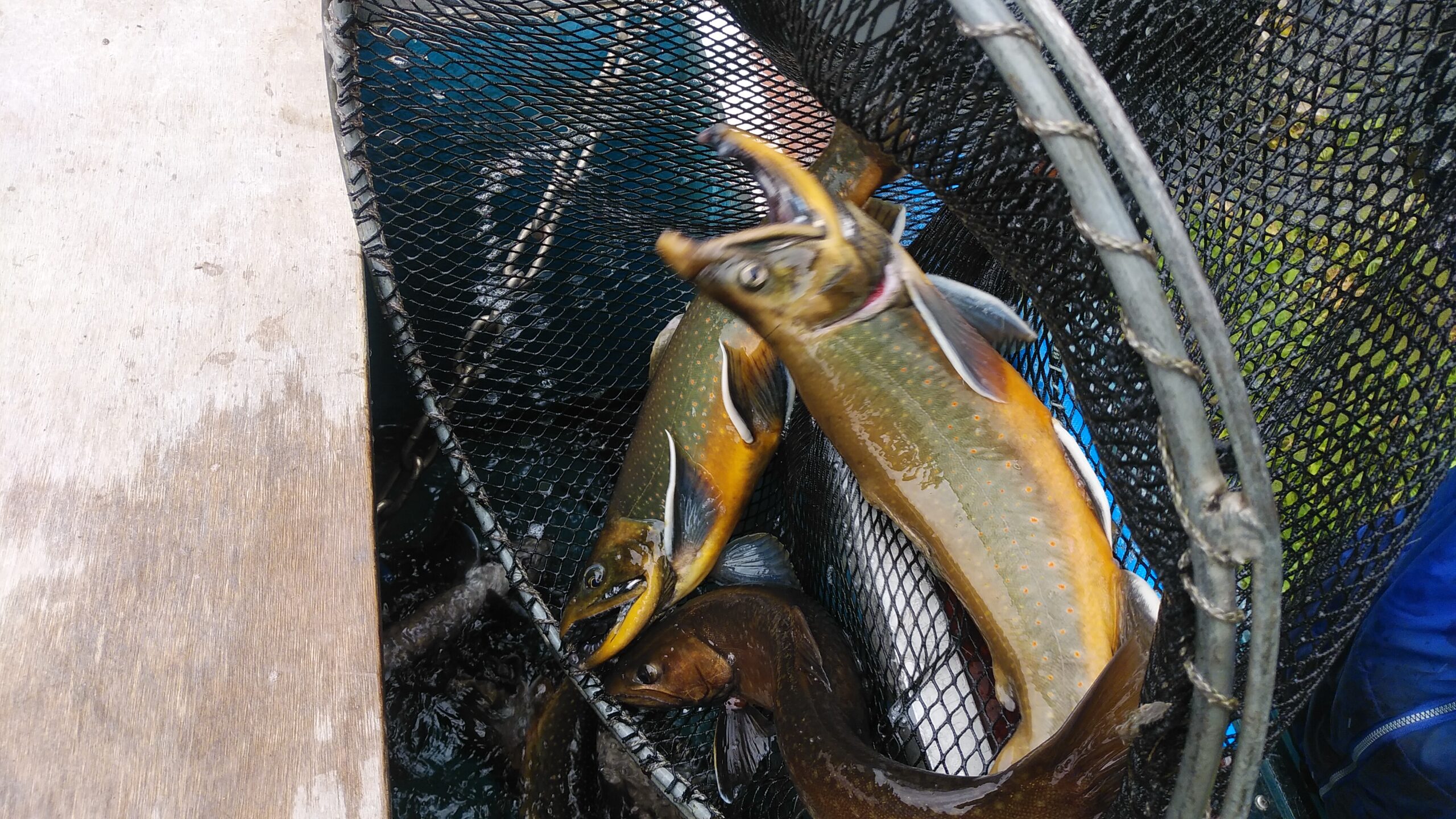 Nijisusu Kobo Pippu no Fishing Pond