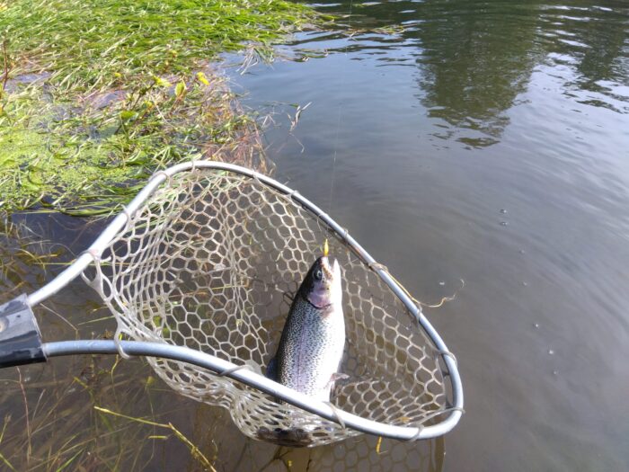 にじます工房 ぴっぷの釣り堀