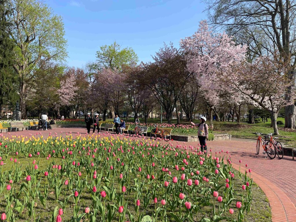 【旭川骑行】从JR旭川站出发的樱花和樱花观赏骑行导览