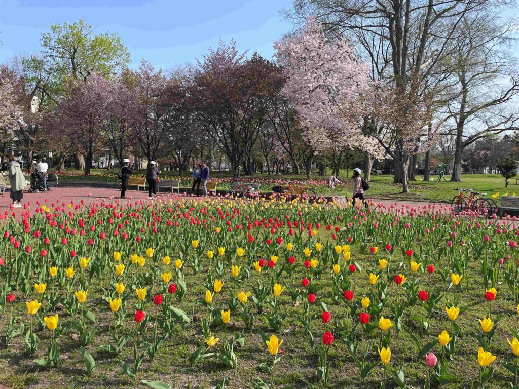 JR Asahikawa Station starts! Cherry blossom and cherry blossom viewing cycling course ? that can be enjoyed in a short time